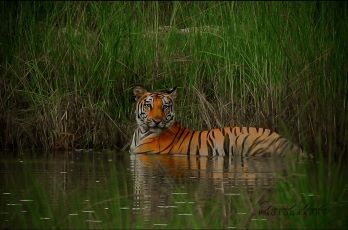  Mission de protection de l’habitat de la faune sauvage (tigres et éléphants)